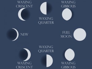 Moon phases. The whole cycle from new moon to full. Vector illustration.